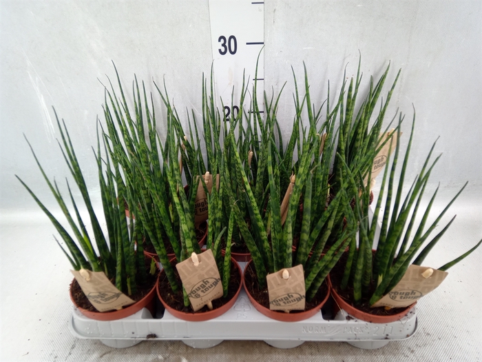 <h4>Sansevieria  'Fernwood'</h4>