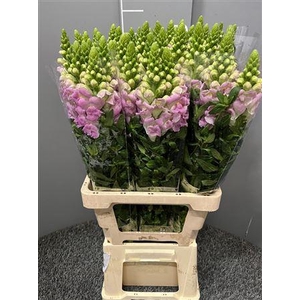Antir Poto Lavender