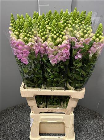 <h4>Antir Poto Lavender</h4>