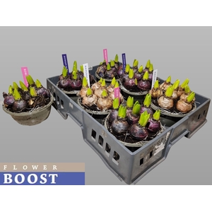 HYACIN PEAR GEM 4 KL