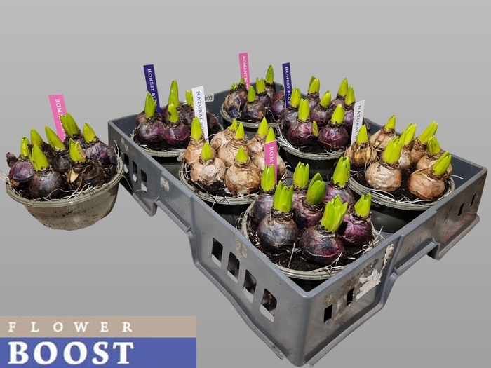 <h4>HYACIN PEAR GEM 4 KL</h4>