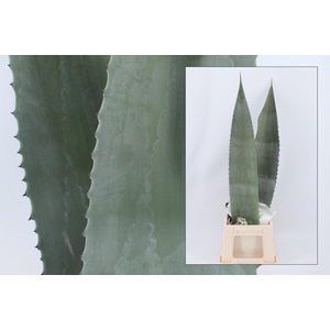 Agave americane bleu