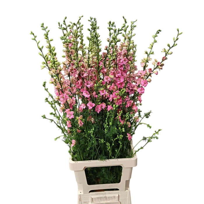 <h4>Consolida rose 80</h4>