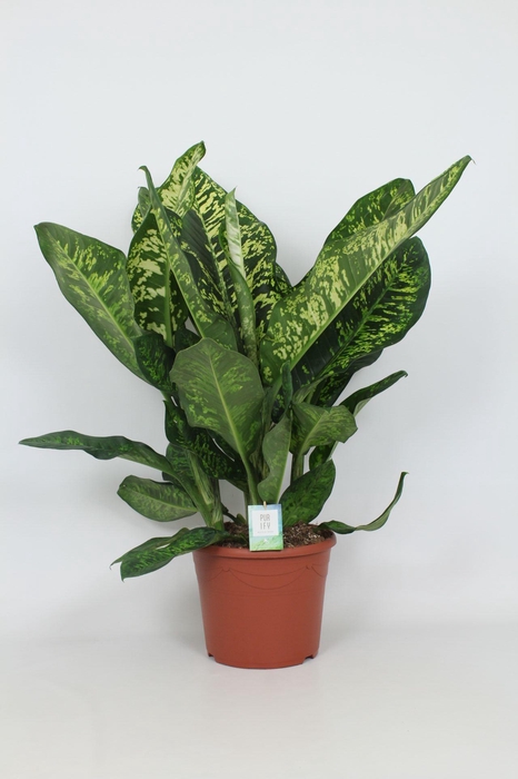 <h4>Purify Dieffenbachia Crown 35 cm</h4>