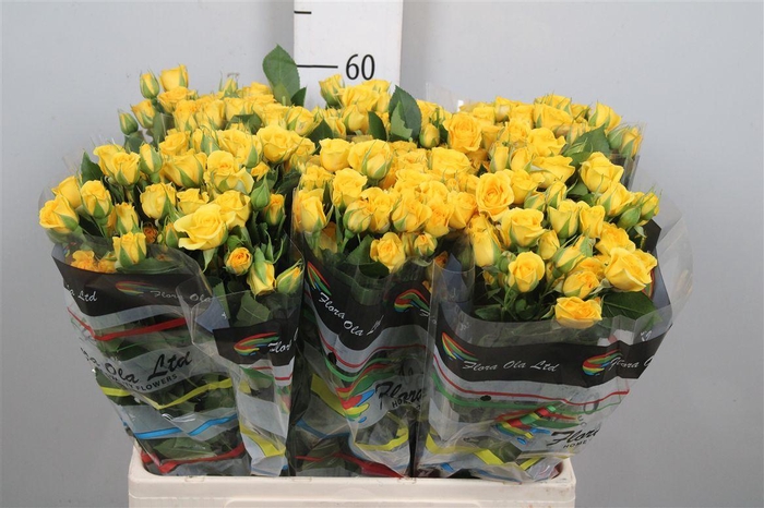 <h4>R Tr Yellow Babe</h4>