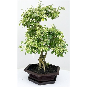 Duranta variagata, pot 24 cm, height 60cm. With driptray. (single item)