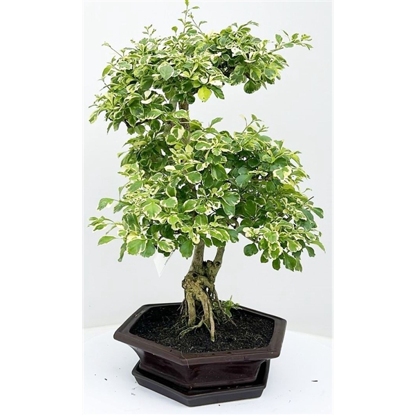 <h4>Duranta variagata, pot 24 cm, height 60cm. With driptray. (single item)</h4>