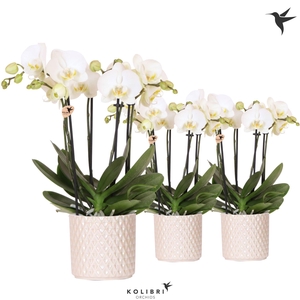 Kolibri Orchids Phalaenopsis Jewel Ghent 4 spike in Diamond Pearl pot travertine