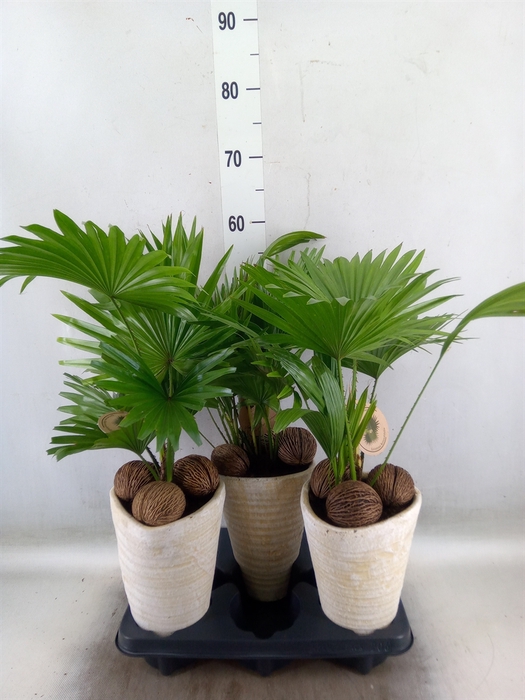 <h4>Livistona rotundifolia</h4>