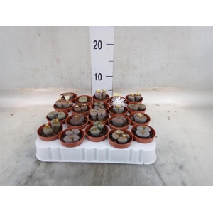 Lithops sp.