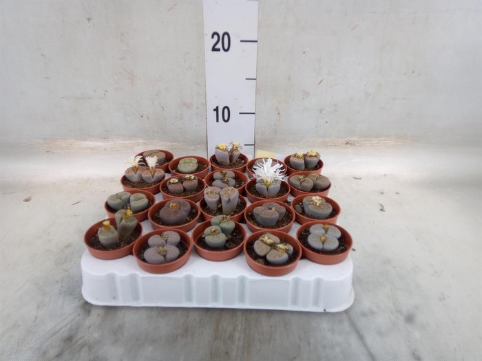 <h4>Lithops sp.</h4>