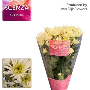 Chr T Delianne Scenza