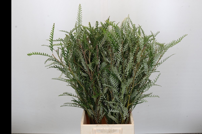 <h4>Grevillea Ivanhoe Vertakt</h4>