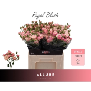 R TR ROYAL BLUSH