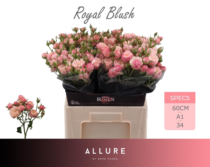 <h4>R TR ROYAL BLUSH</h4>