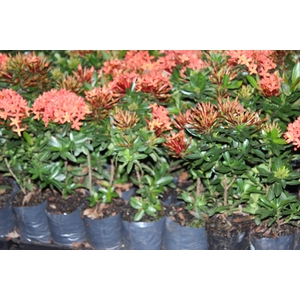 IXORA MINI VERMELHO SAQ 30