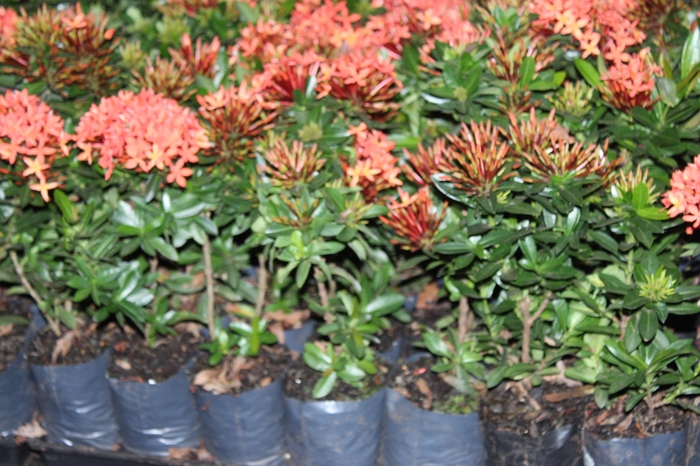 <h4>IXORA MINI VERMELHO SAQ 30</h4>
