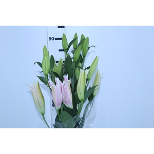 LIRIO ROSELILY ELENA 090 CM DOBRADO