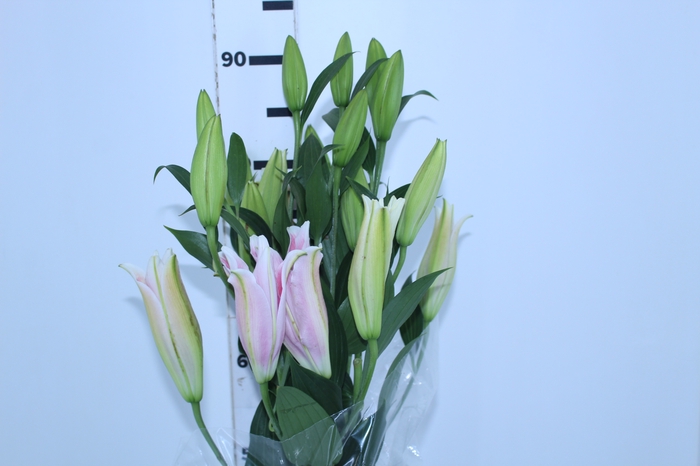 LIRIO ROSELILY ELENA 090 CM DOBRADO