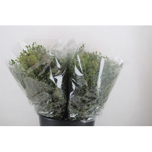 Euca Parvifolia Short 150gr P Bunch