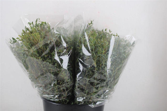 <h4>Euca Parvifolia Short 150gr P Bunch</h4>