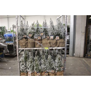 Picea Gl Conica Snow+ Jute Cover