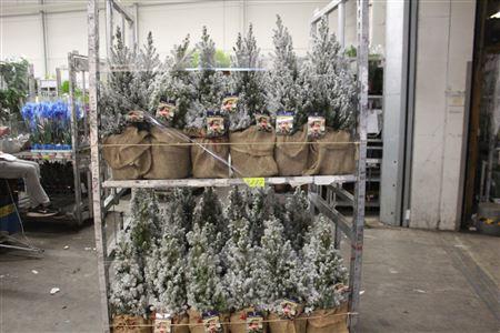 <h4>Picea Gl Conica Snow+ Jute Cover</h4>