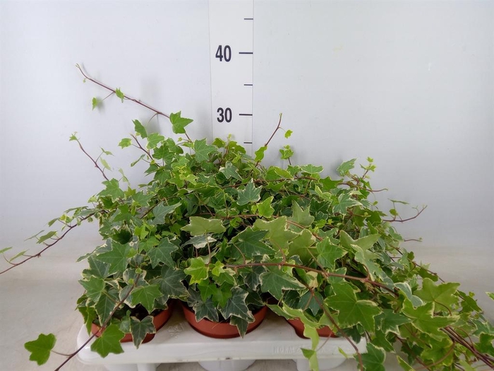 <h4>Hedera helix 'Eva'</h4>