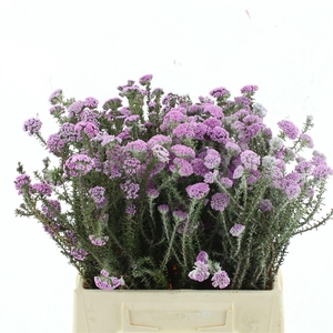 Kaaps Metalasia Lilac