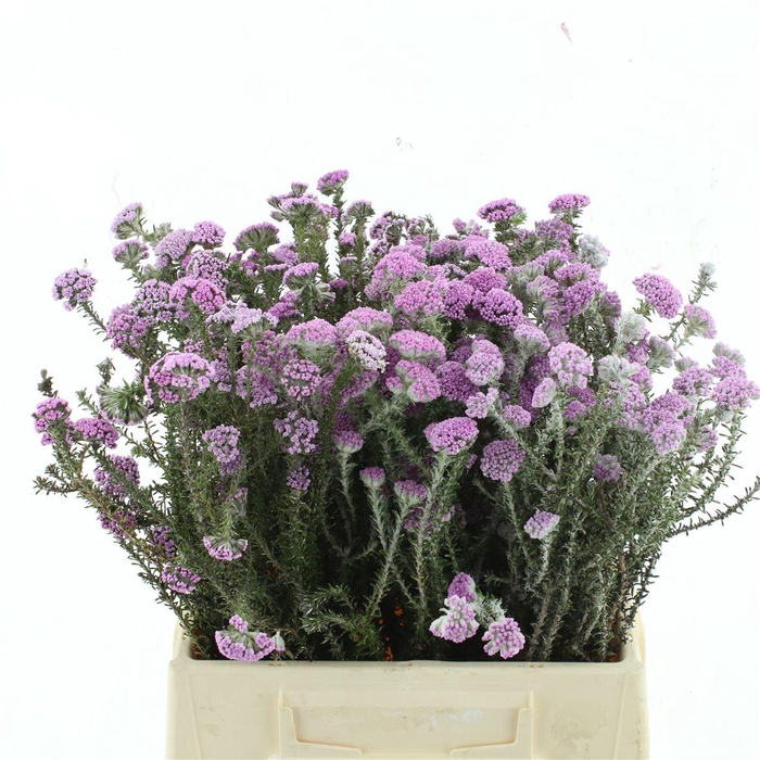 Kaaps Metalasia Lilac