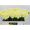 Dahlia Hilda Special