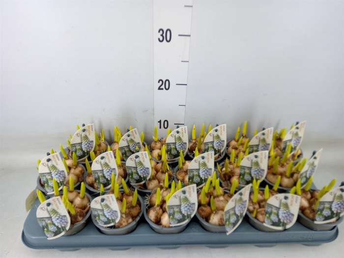 <h4>Muscari  'Manon'</h4>