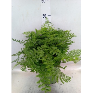 Asplenium  'Parvati'