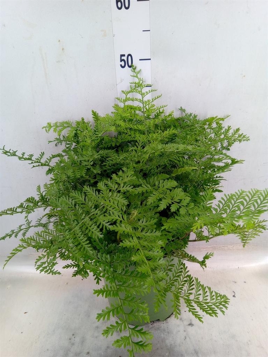 <h4>Asplenium  'Parvati'</h4>