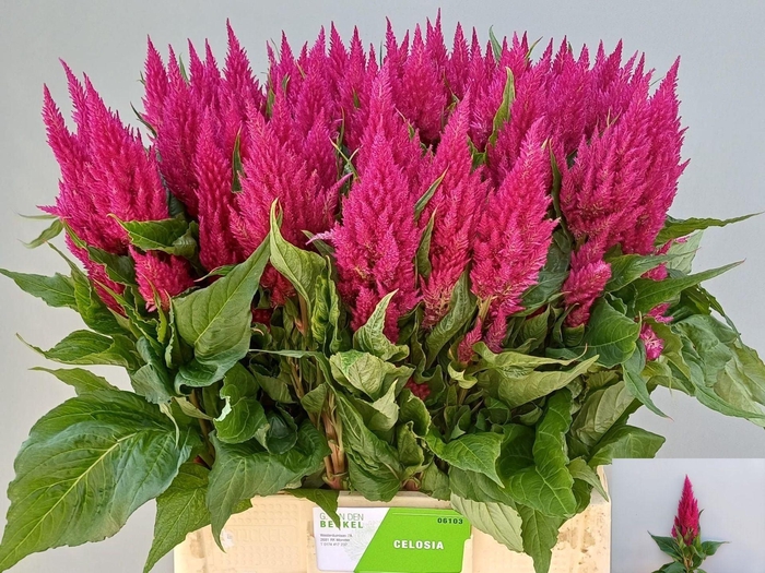 <h4>CELOSIA ARG. PL 'CENTURY PURPLE RO'</h4>