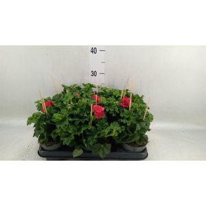 Pelargonium pelt.   ...