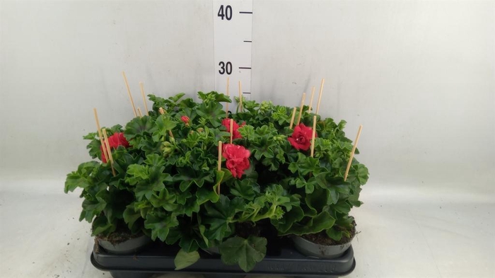 <h4>Pelargonium pelt.   ...</h4>