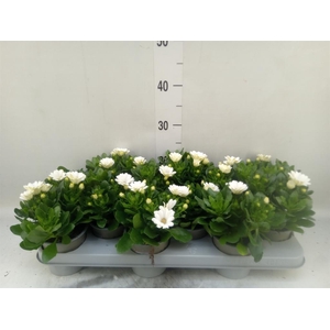 Osteospermum  'Margarita Cream'