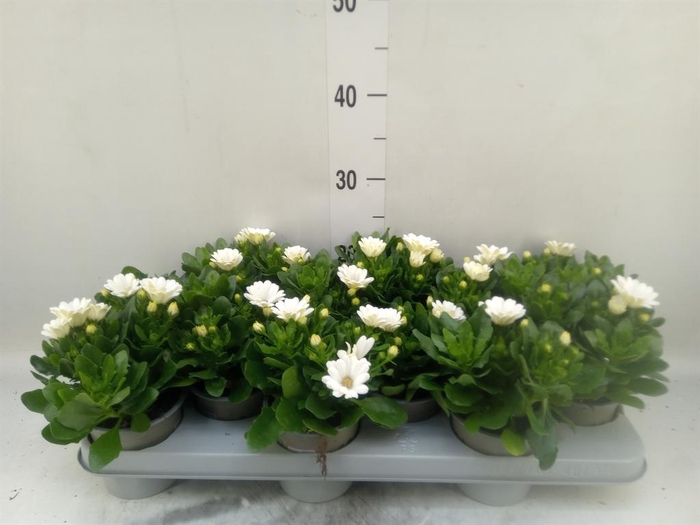 <h4>Osteospermum  'Margarita Cream'</h4>