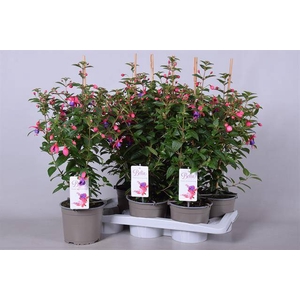 Fuchsia Susanna 17Ø 65cm