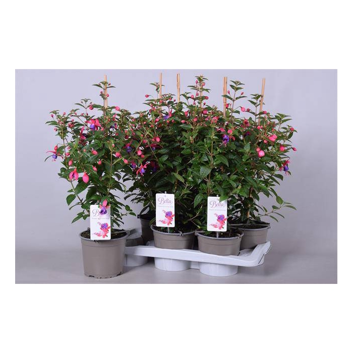 <h4>Fuchsia Susanna 17Ø 65cm</h4>