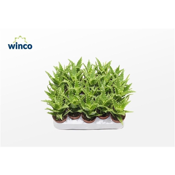 <h4>Aloe Morogoroensis</h4>