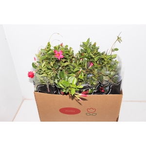 DIPLADENIA P15