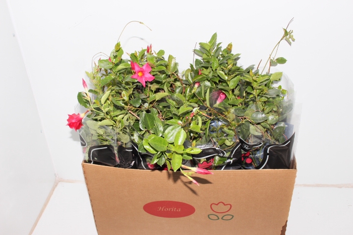 DIPLADENIA P15