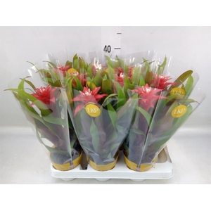 Guzmania  'Confetti'