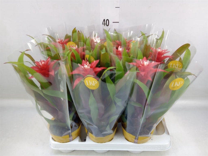<h4>Guzmania  'Confetti'</h4>