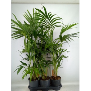 Howea forsteriana