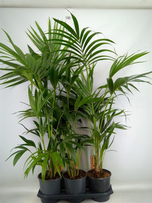 <h4>Howea forsteriana</h4>