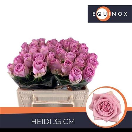<h4>Rosa grootbloemig Heidi!</h4>