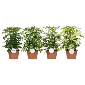 Schefflera arboricola overig